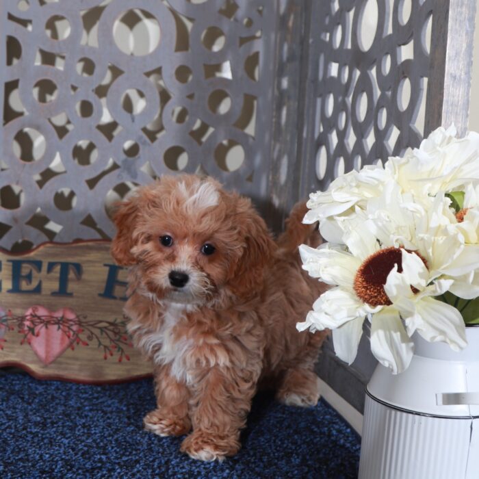 Ginger-Darling Shih-poo Puppy
