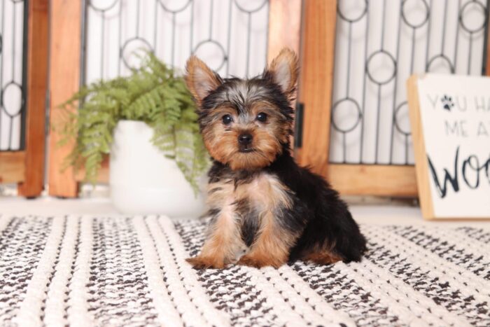 Ginger - Beautiful Little ACA Female Yorkie