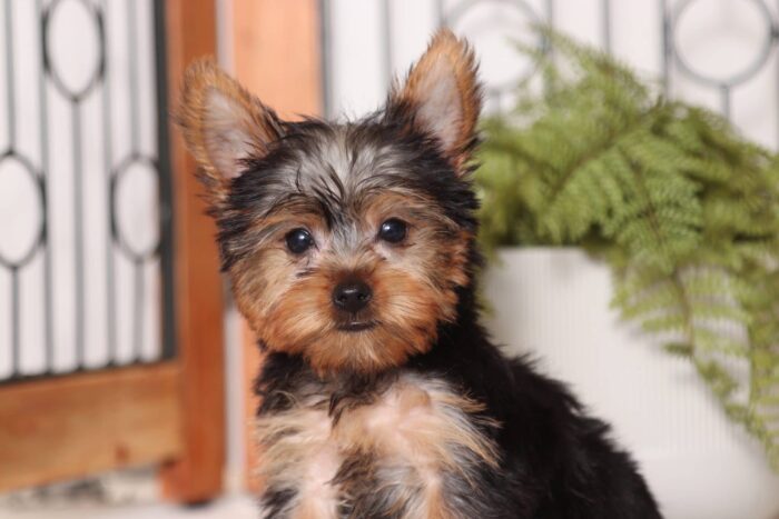 Ginger - Beautiful Little ACA Female Yorkie - Image 2