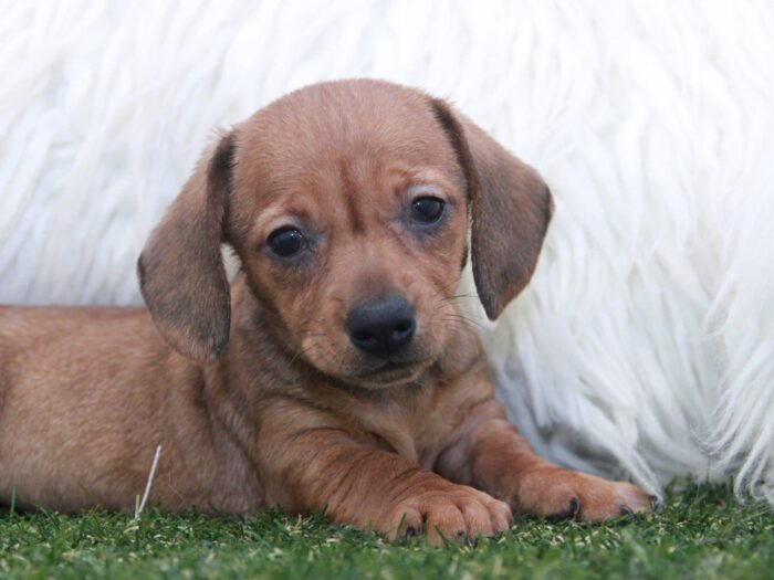 Ginger - Spunky Female Dachshund Puppy - Image 2