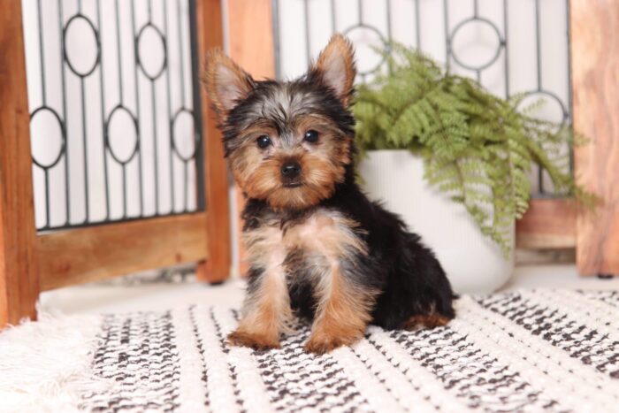 Ginger - Beautiful Little ACA Female Yorkie - Image 3