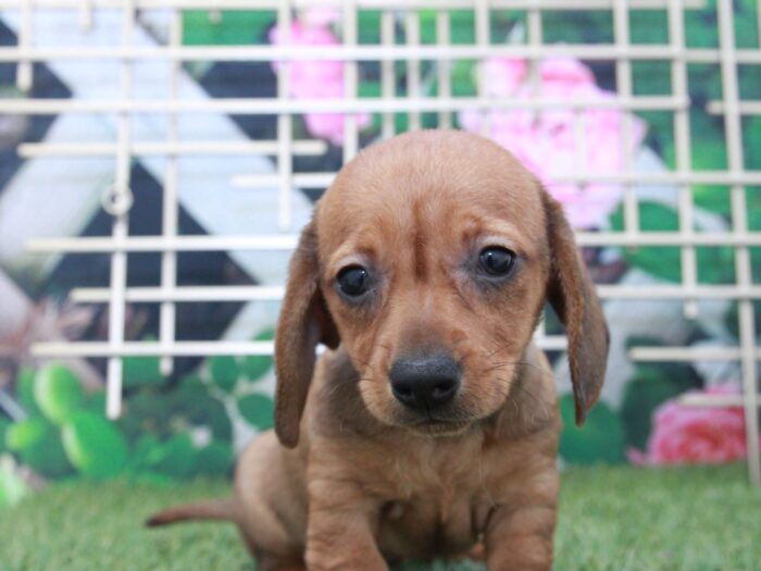 Ginger - Spunky Female Dachshund Puppy - Image 3