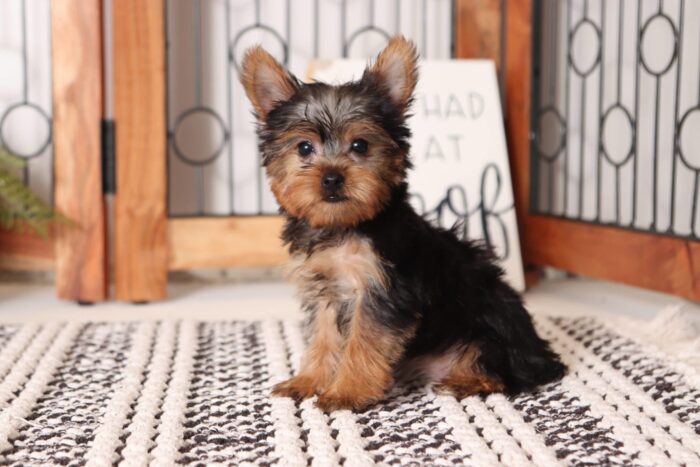 Ginger - Beautiful Little ACA Female Yorkie - Image 4