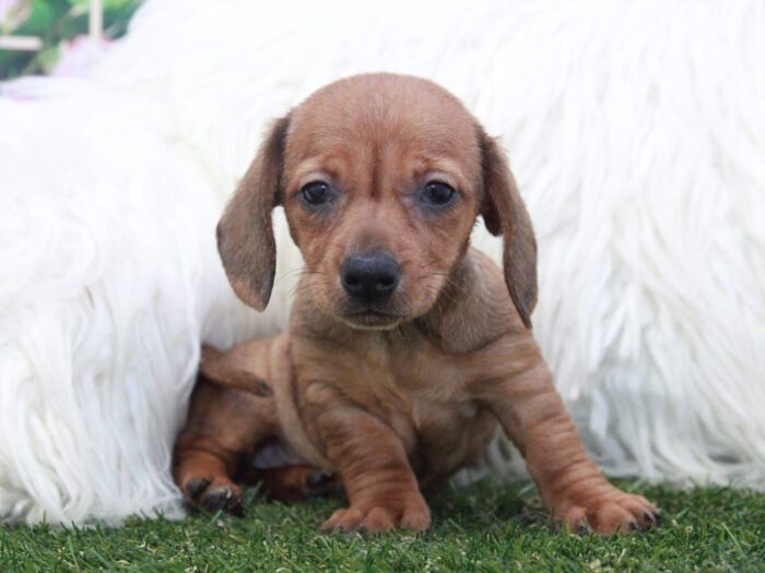 Ginger - Spunky Female Dachshund Puppy