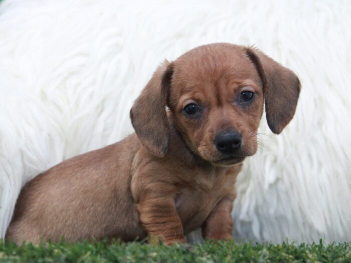 Ginger - Spunky Female Dachshund Puppy - Image 4