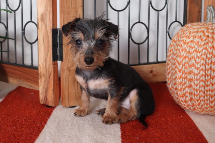 Girlie - Beautiful Female Dorkie Puppy