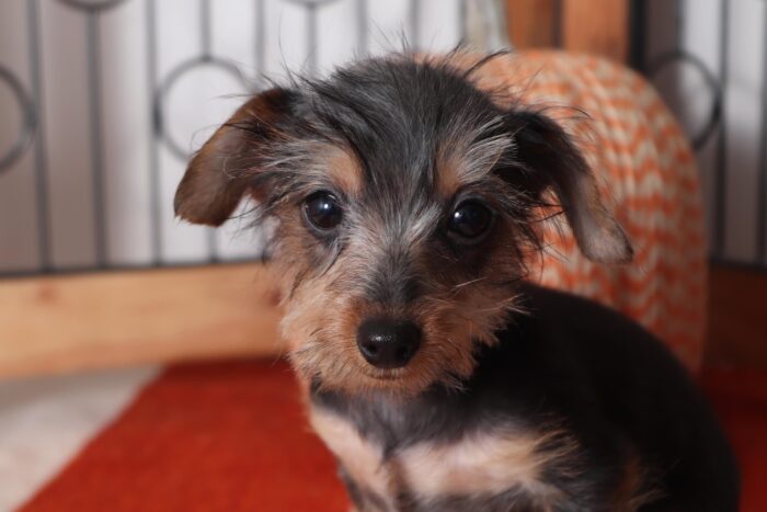 Girlie - Beautiful Female Dorkie Puppy - Image 3