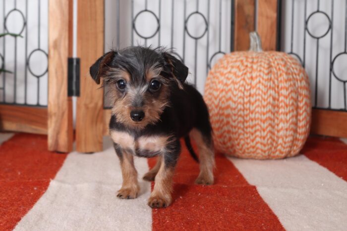 Girlie - Beautiful Female Dorkie Puppy - Image 4
