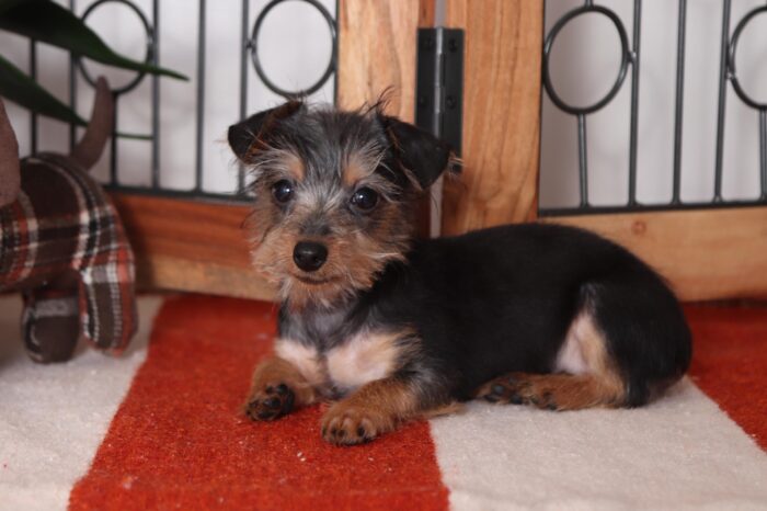 Girlie - Beautiful Female Dorkie Puppy - Image 5