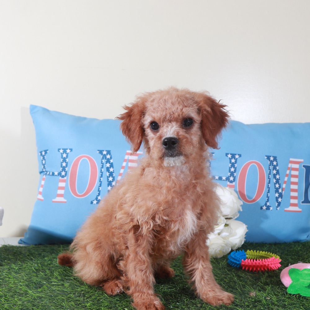 Goldie-Pretty Female Mini Goldendoodle Puppy