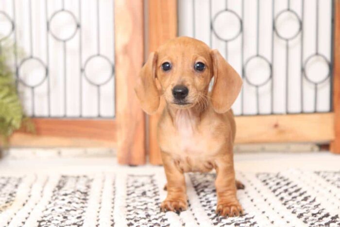 Goldie - Sweet ACA Female Mini Dachshund Puppy