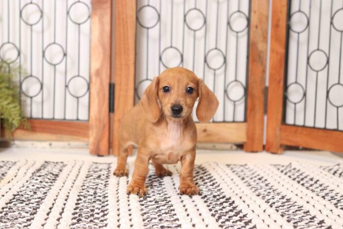 Goldie - Sweet ACA Female Mini Dachshund Puppy - Image 2