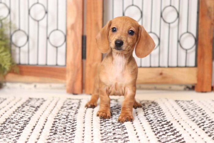 Goldie - Sweet ACA Female Mini Dachshund Puppy - Image 3