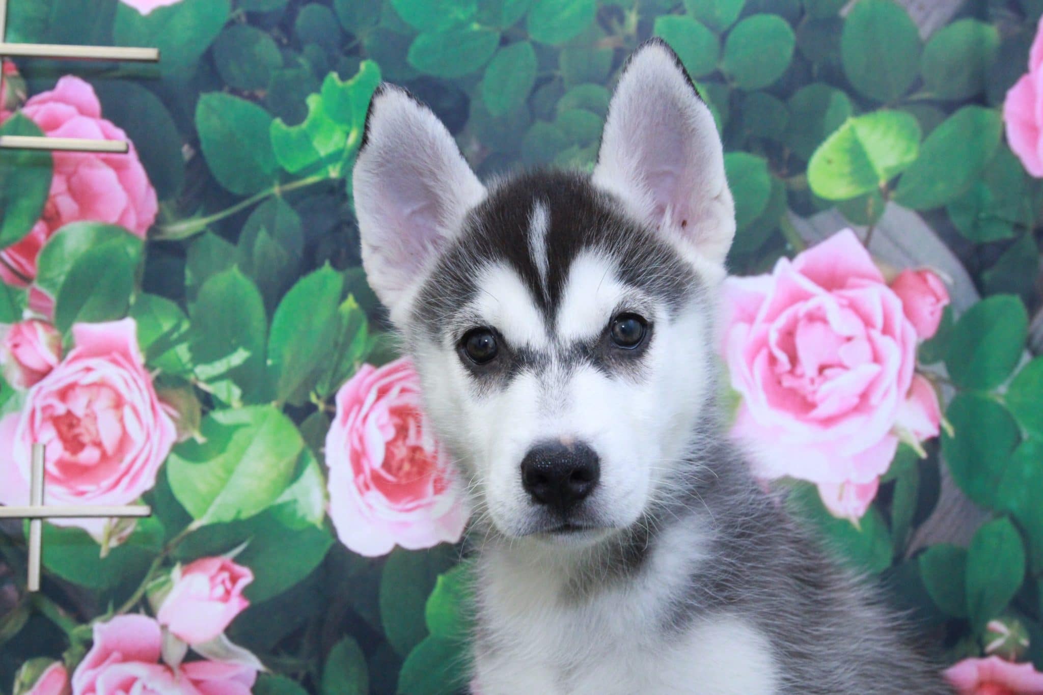 Goliath- Handsome Male Pomsky Puppy - Image 3