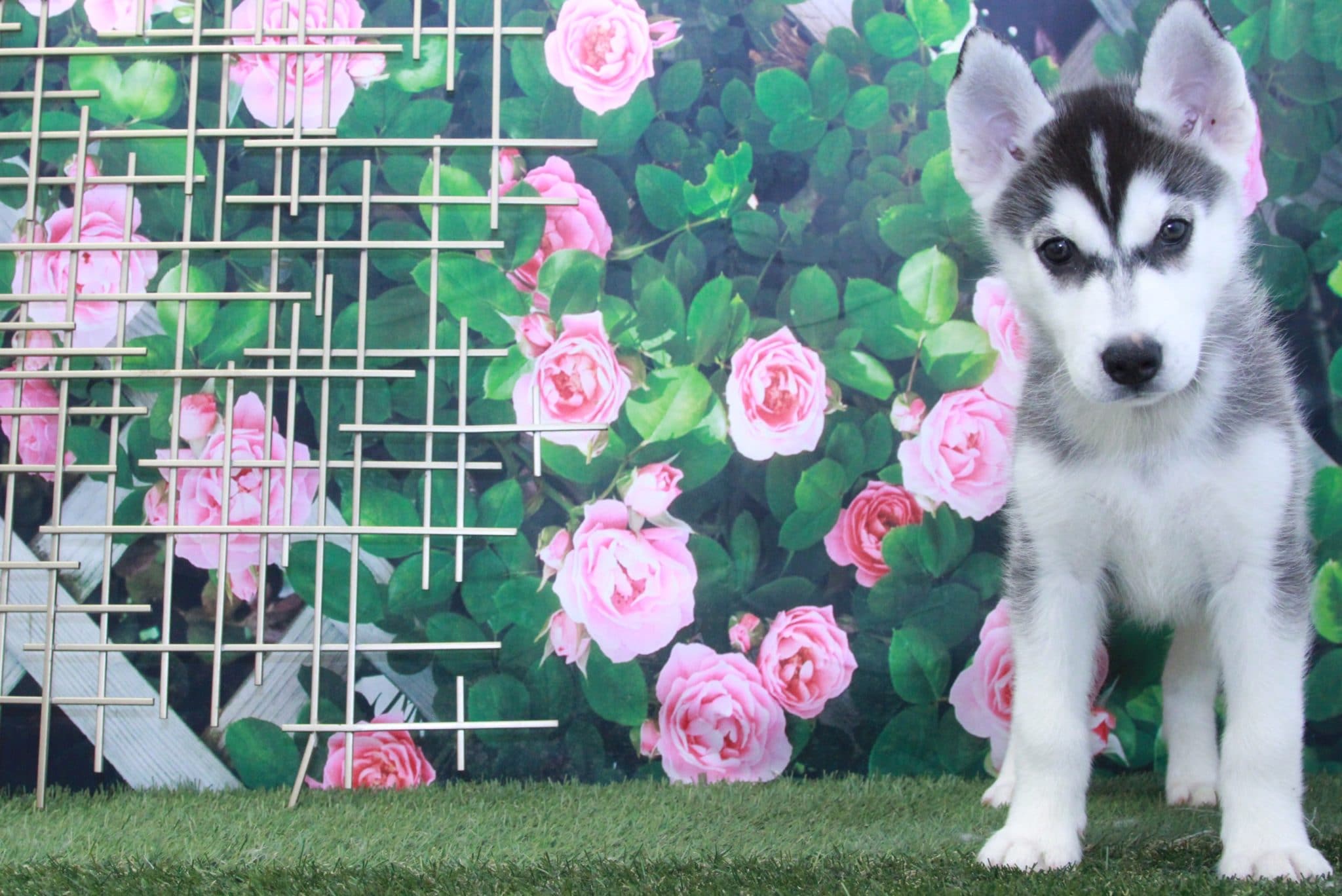 Goliath- Handsome Male Pomsky Puppy - Image 4