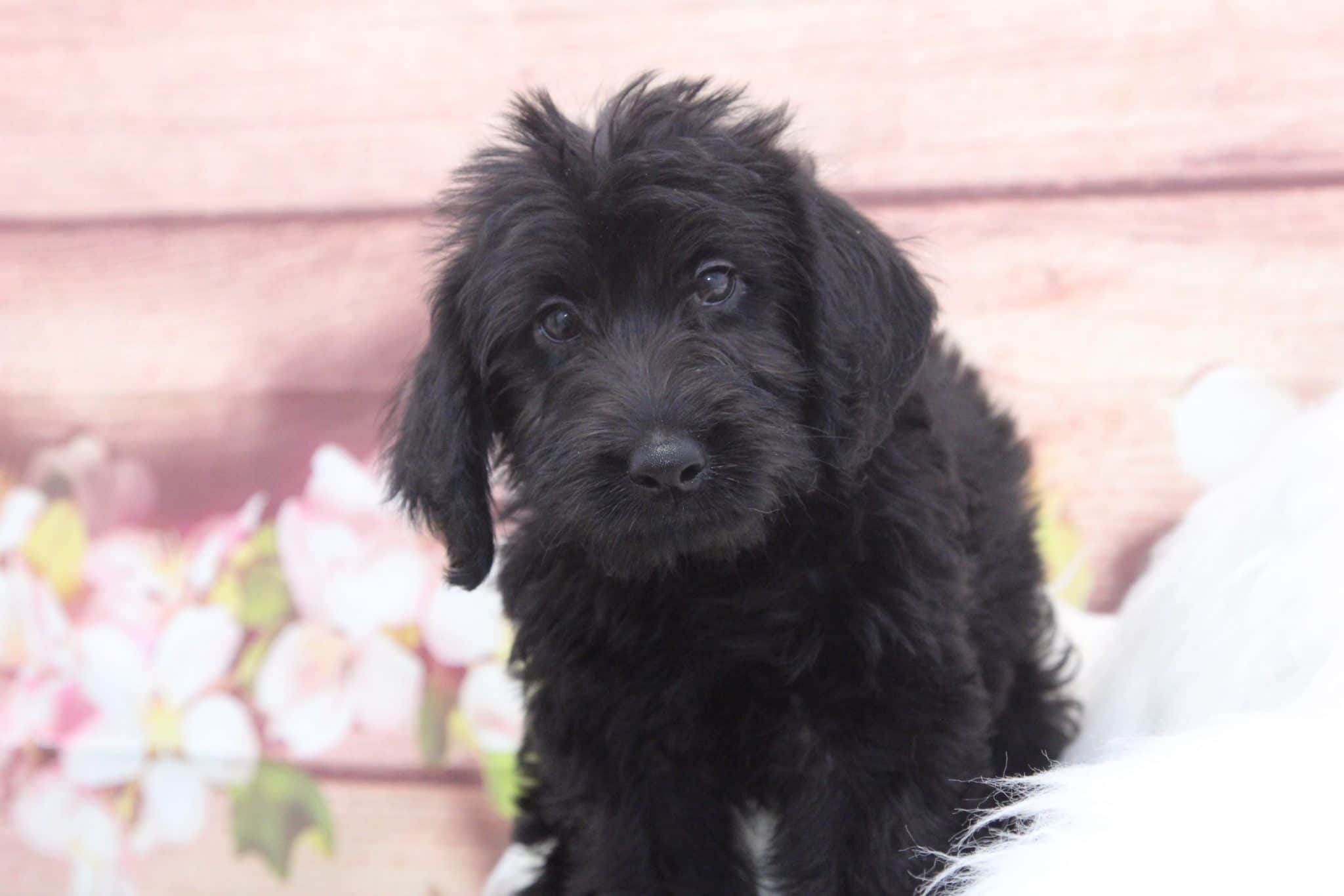 Goose - Funny Male Mini Labradoodle Puppy