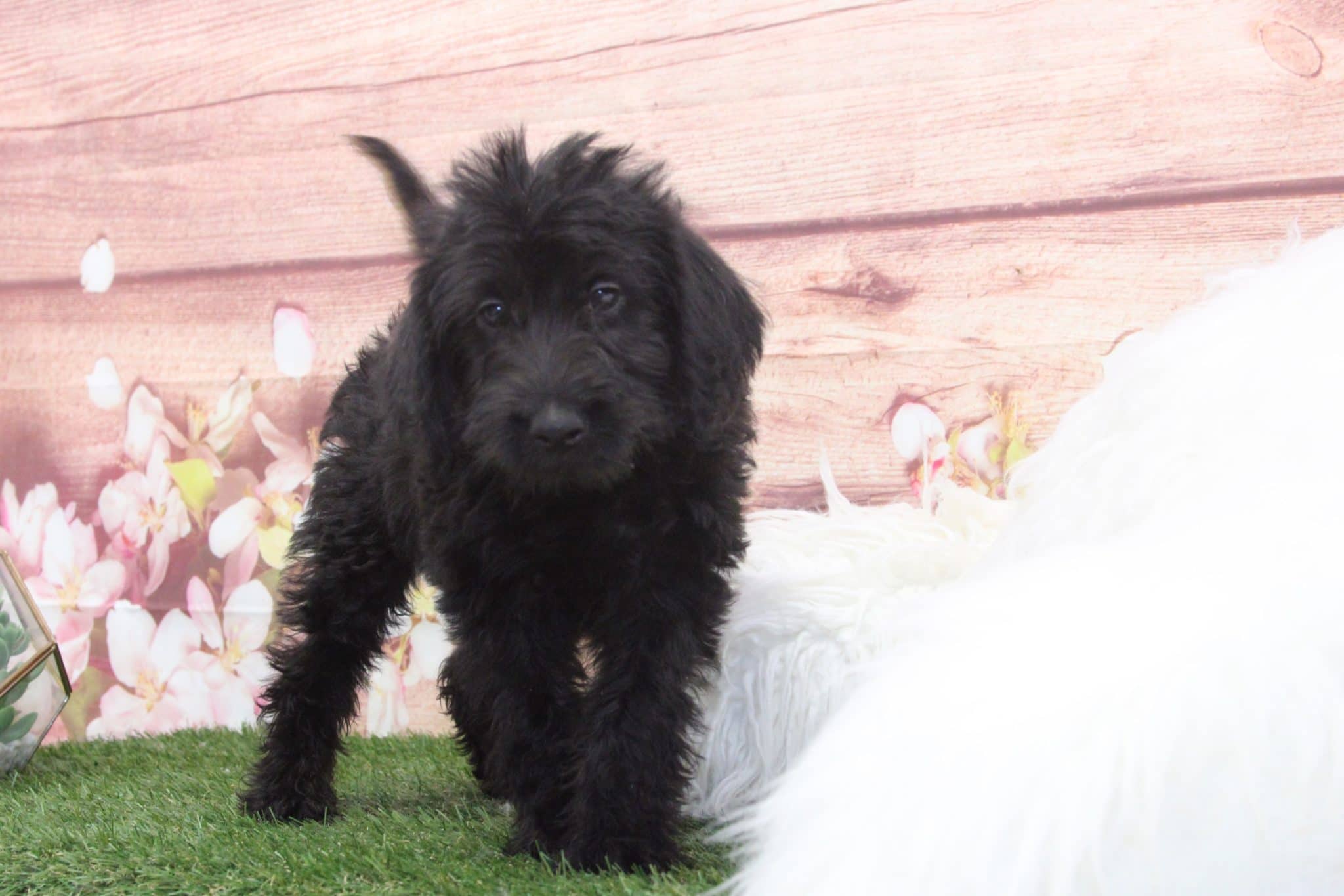 Goose - Funny Male Mini Labradoodle Puppy - Image 4