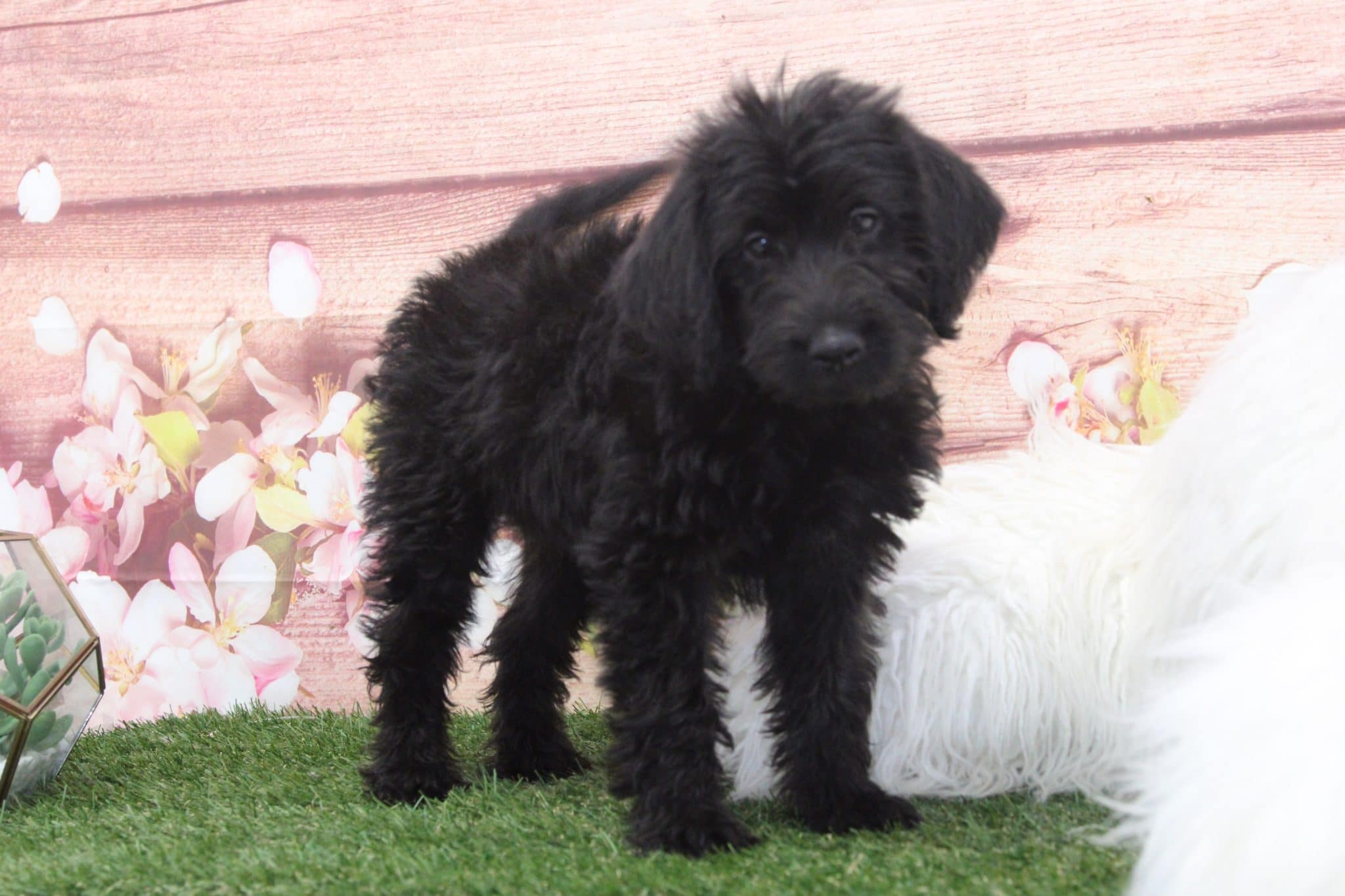 Goose - Funny Male Mini Labradoodle Puppy - Image 5
