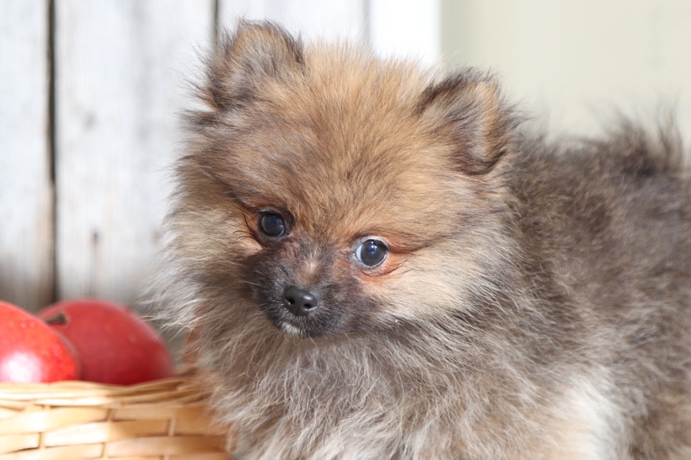 Gracie Fancy TEACUP Pomeranian Puppies Online