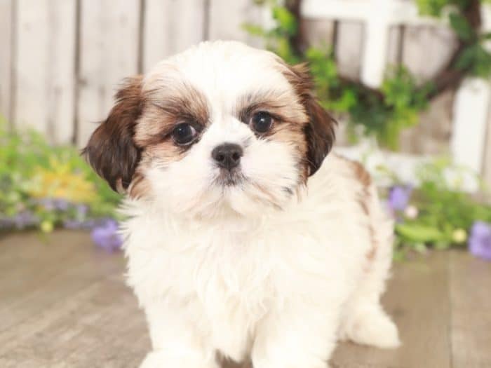 Grady- Amazing Shih-Tzu - Image 2