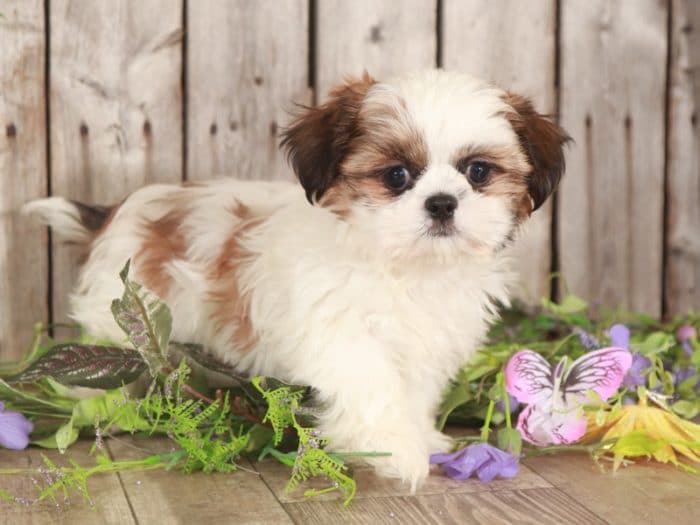 Grady- Amazing Shih-Tzu - Image 4
