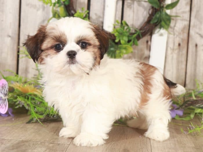 Grady- Amazing Shih-Tzu