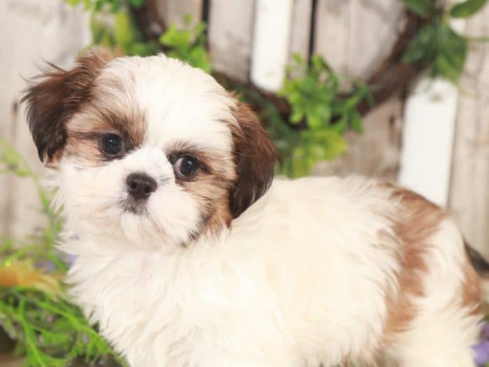 Grady- Amazing Shih-Tzu - Image 3