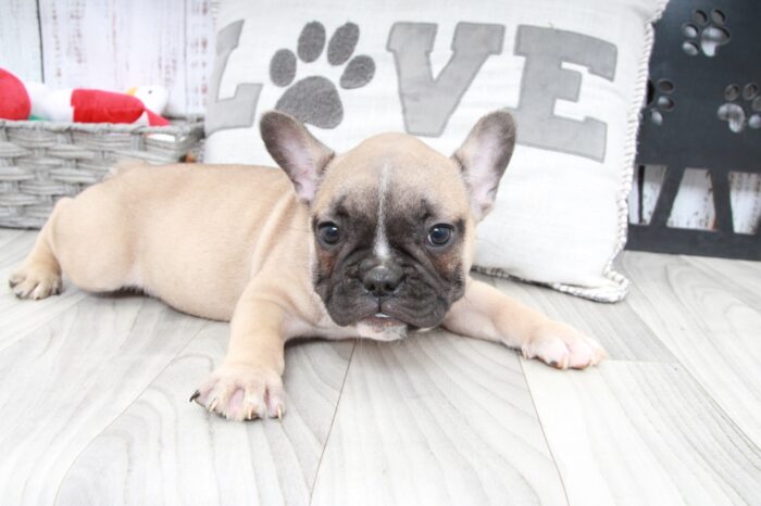 Graham- Handsome Male AKC French Bulldog Puppy