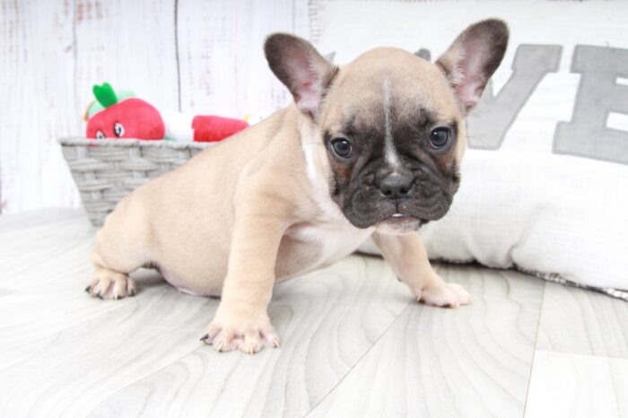 Graham- Handsome Male AKC French Bulldog Puppy - Image 3