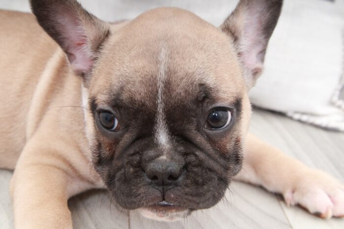 Graham- Handsome Male AKC French Bulldog Puppy - Image 2