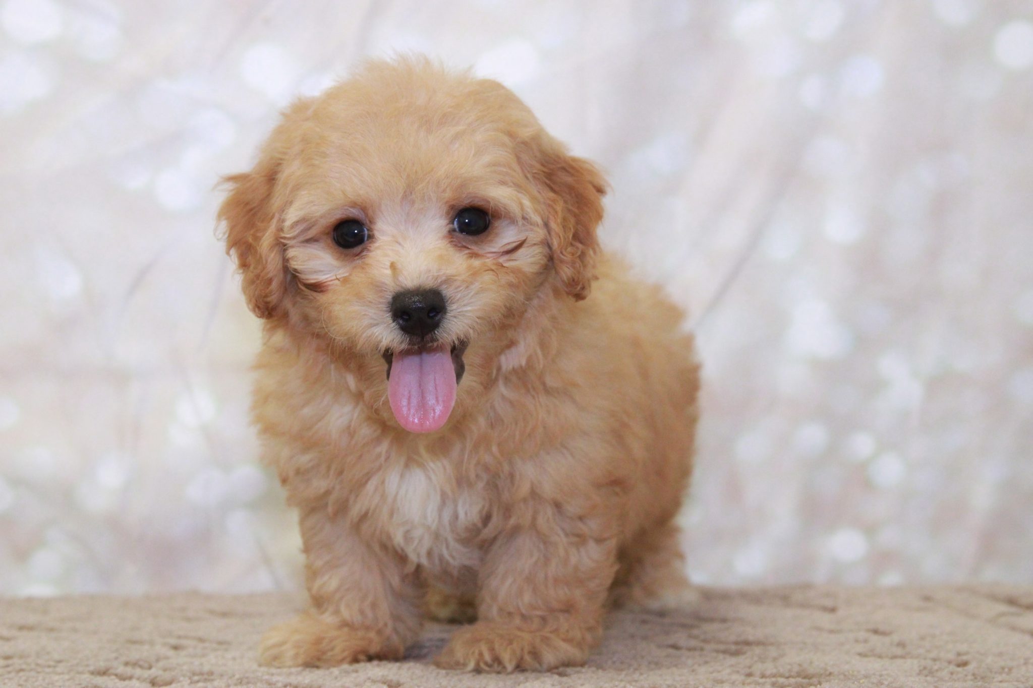 Graham- Clever Male Cavapoochon Puppy