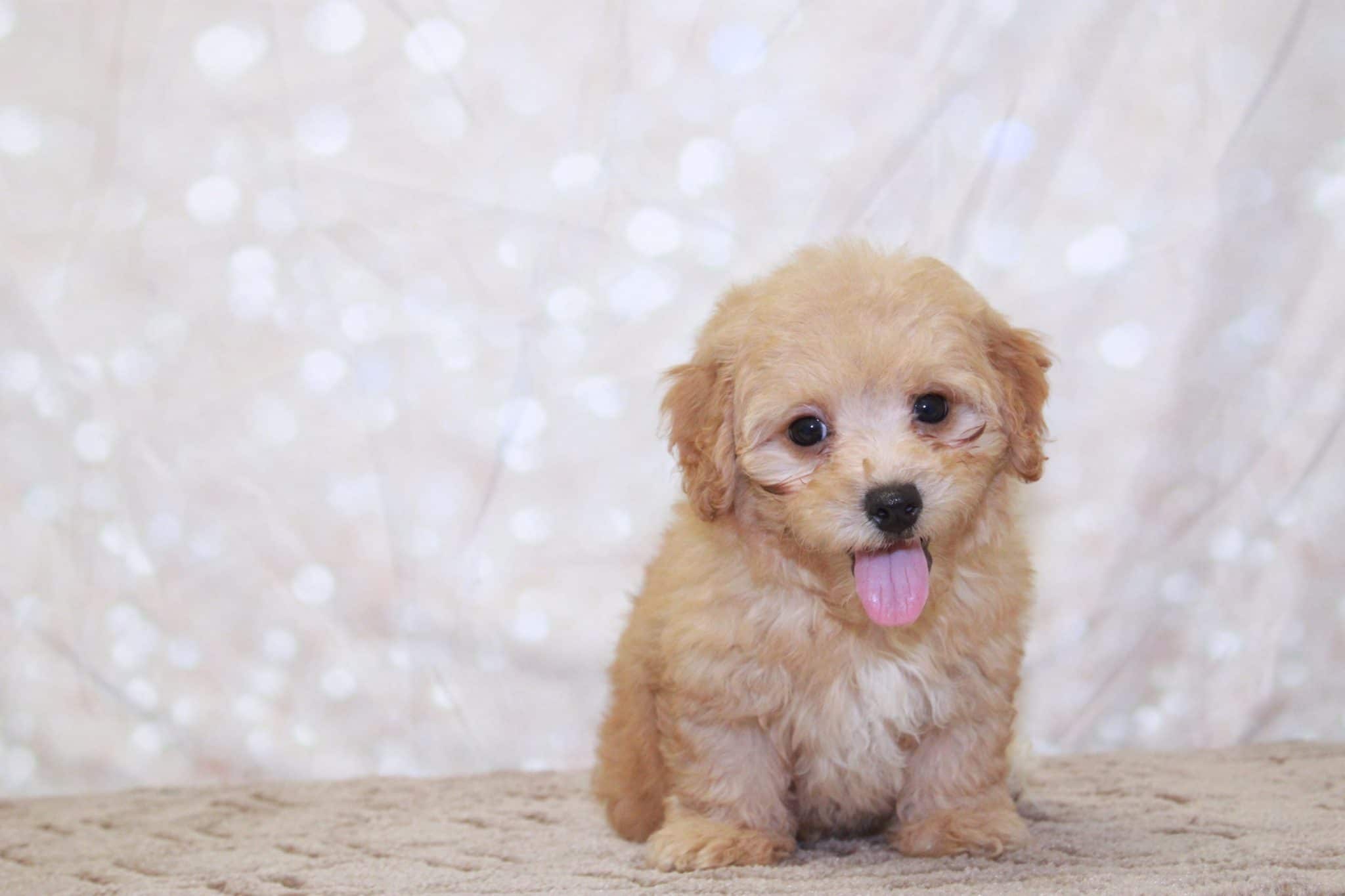 Graham- Clever Male Cavapoochon Puppy - Image 4