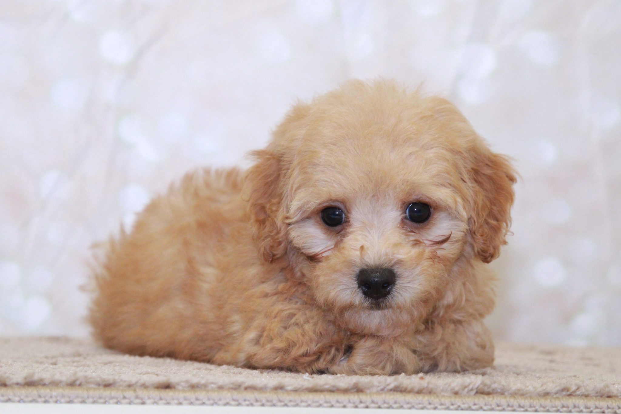 Graham- Clever Male Cavapoochon Puppy - Image 3