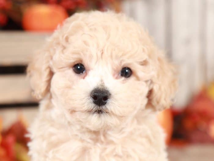 Grayson - Wonderful Poochon - Image 6