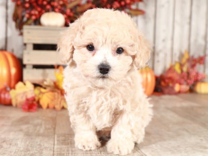 Grayson - Wonderful Poochon - Image 5