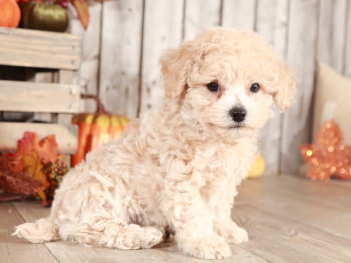 Grayson - Wonderful Poochon - Image 4
