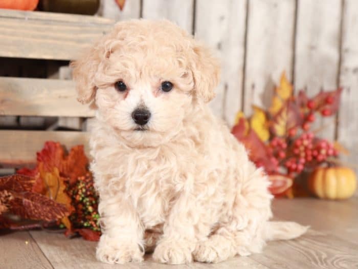 Grayson - Wonderful Poochon