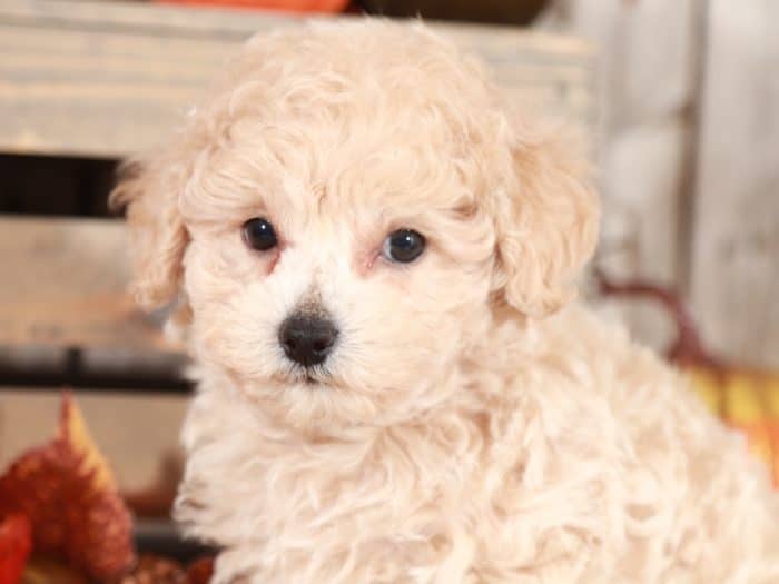 Grayson - Wonderful Poochon - Image 2