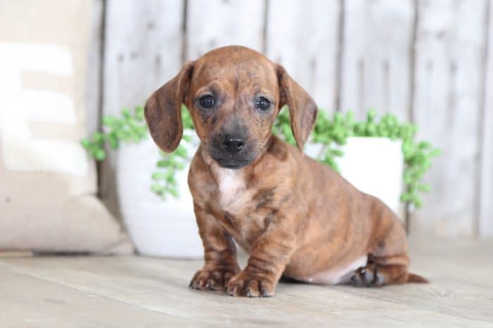 Gregor - Handsome Brindle Mini Dachshund