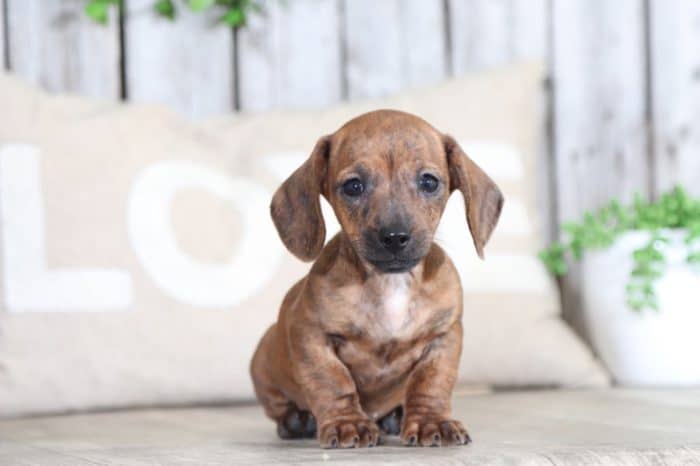 Gregor - Handsome Brindle Mini Dachshund - Image 2