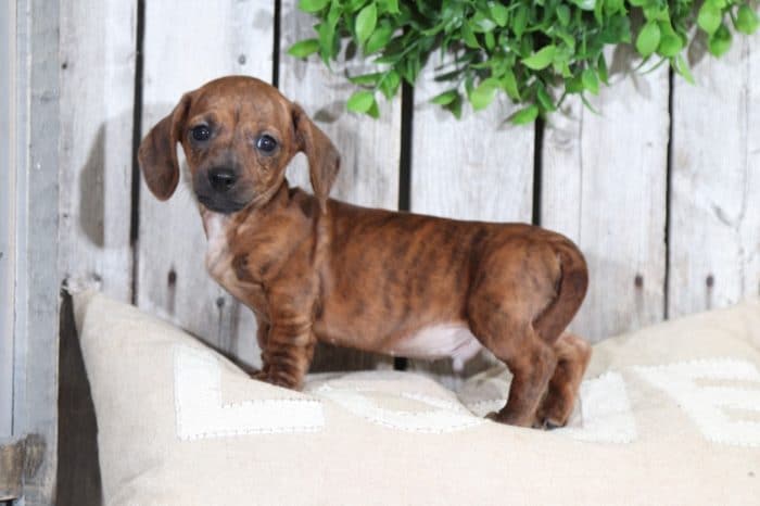 Gregor - Handsome Brindle Mini Dachshund - Image 3