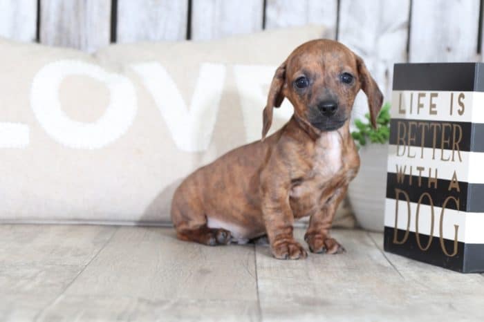 Gregor - Handsome Brindle Mini Dachshund - Image 4