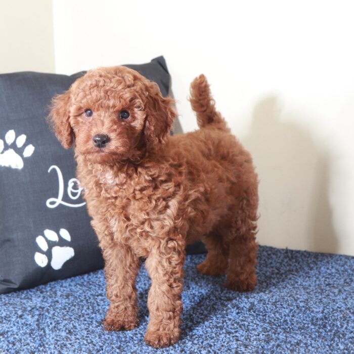 Grizzly-Gorgeous Red Mini Goldendoodle Puppy - Image 2