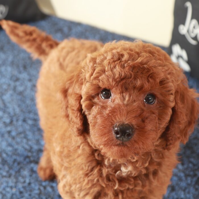 Grizzly-Gorgeous Red Mini Goldendoodle Puppy
