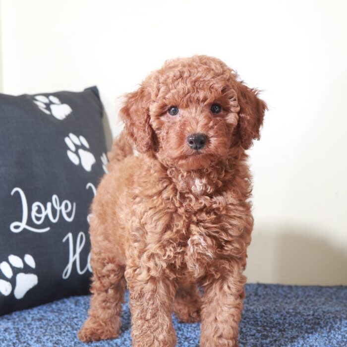 Grizzly-Gorgeous Red Mini Goldendoodle Puppy - Image 5
