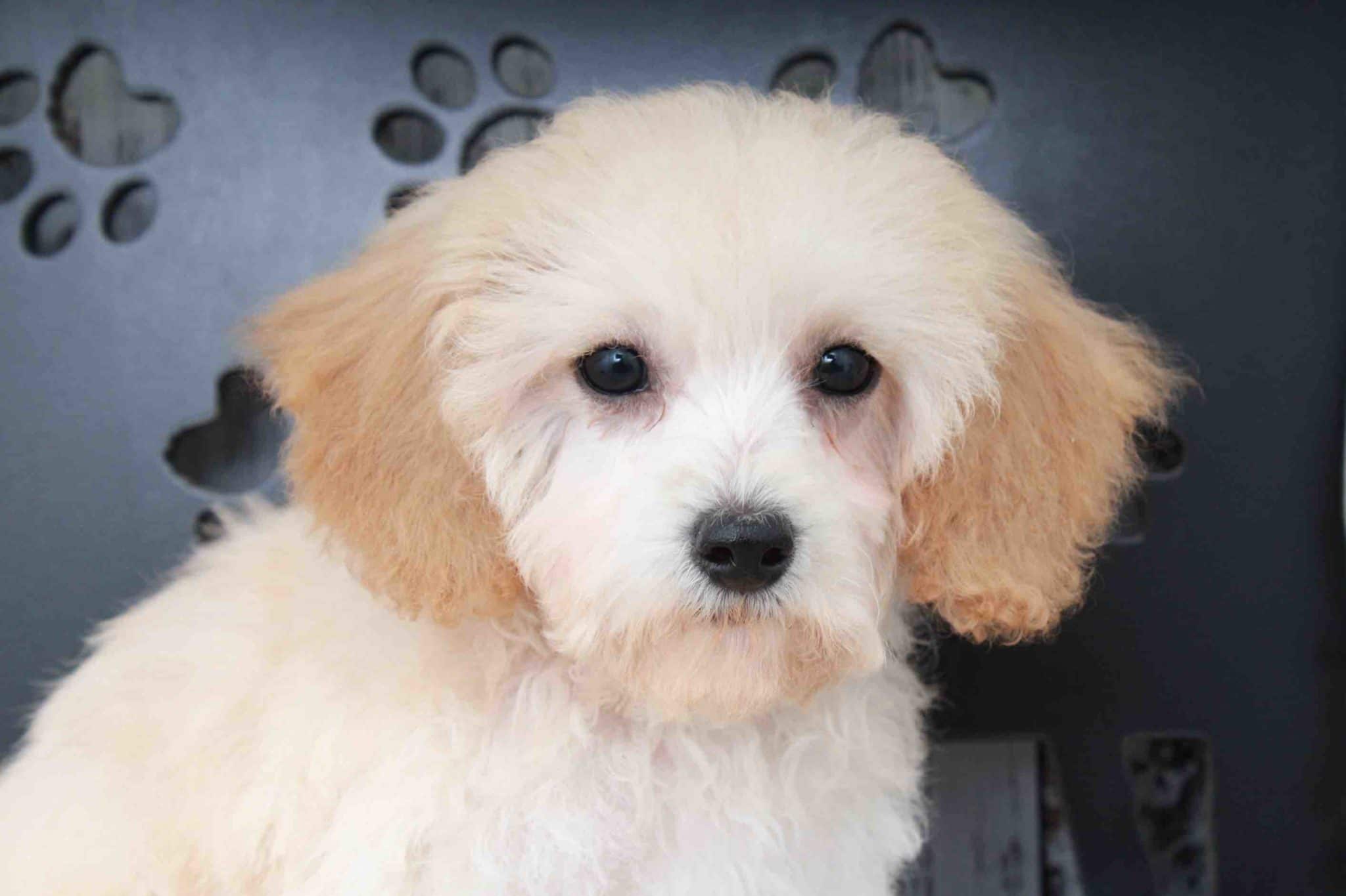 Gustav- Sweet Cream Male Poochon Puppy - Image 2