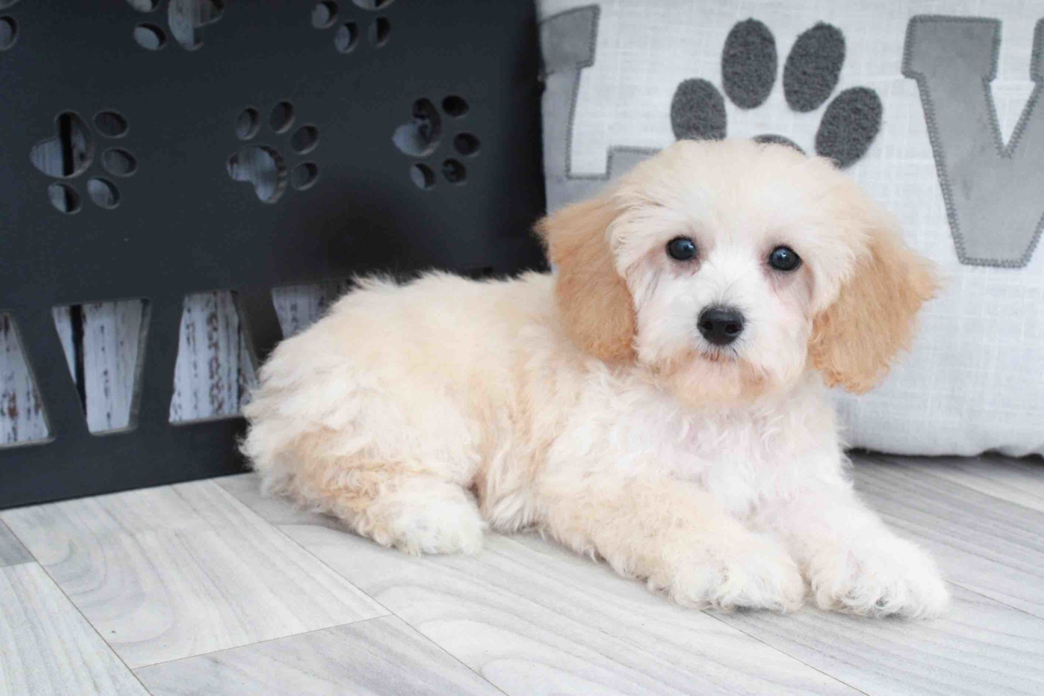 Gustav- Sweet Cream Male Poochon Puppy - Image 3
