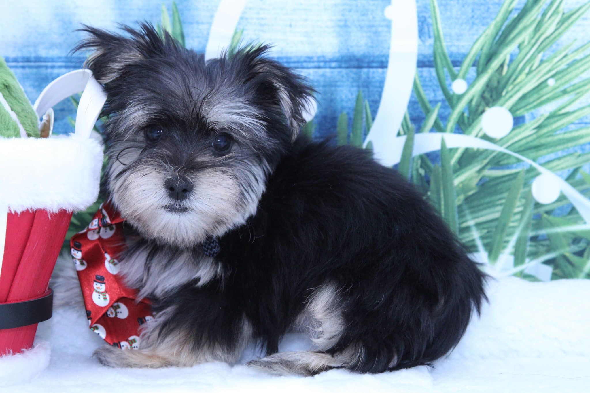Gusty - Adventurous Male Morkie Puppy - Image 5