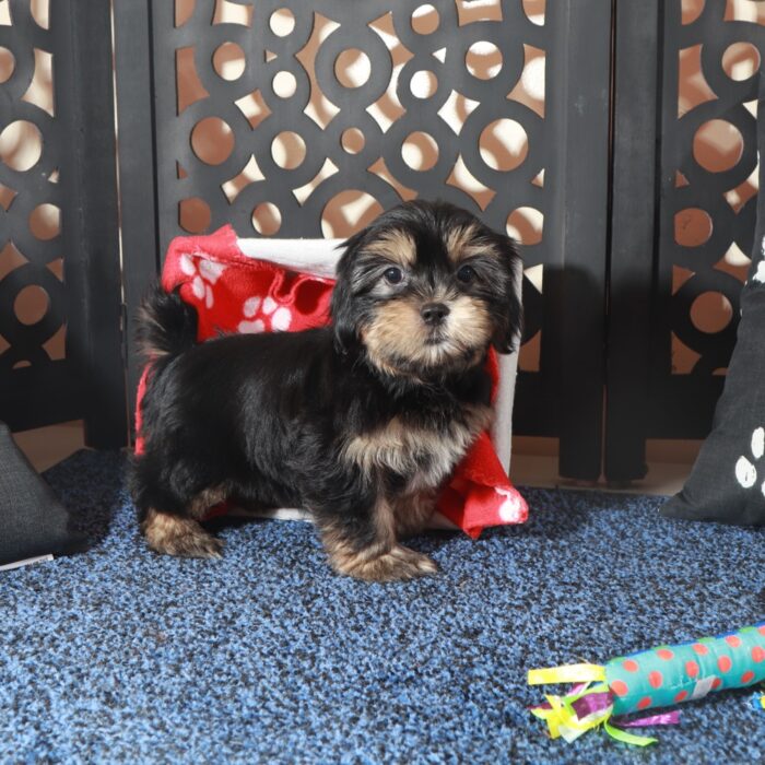 Gypsy-Intelligent Female Shorkie Puppy