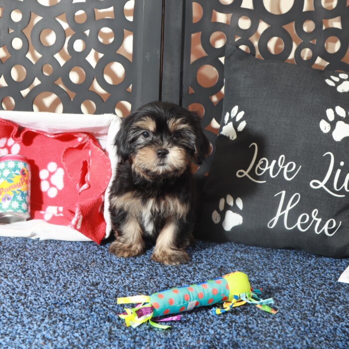 Gypsy-Intelligent Female Shorkie Puppy - Image 3